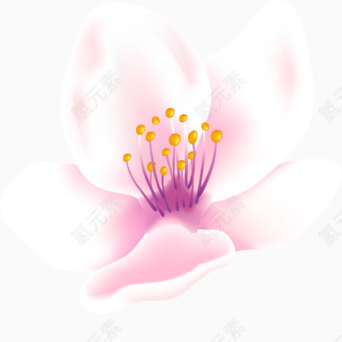 浅紫花苞图