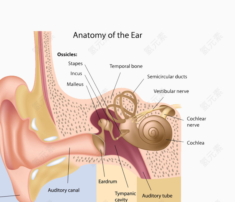 耳朵高清免扣素材