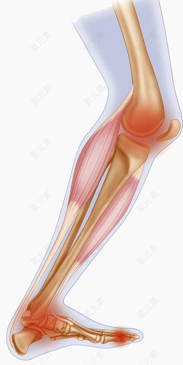 膝盖软骨结构插画