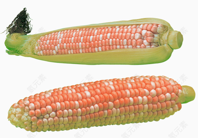 富有营养的粘玉米素材