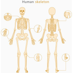 矢量手绘人体骨骼