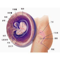 你可能怀孕了