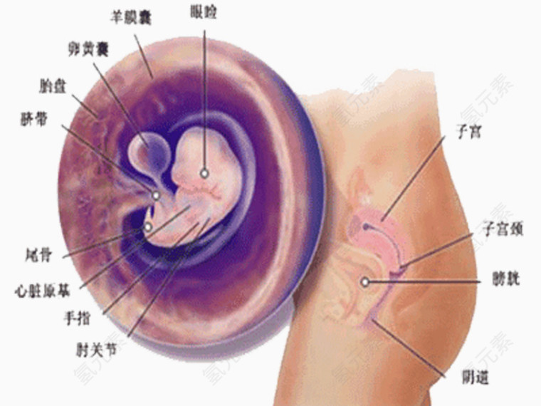 你可能怀孕了