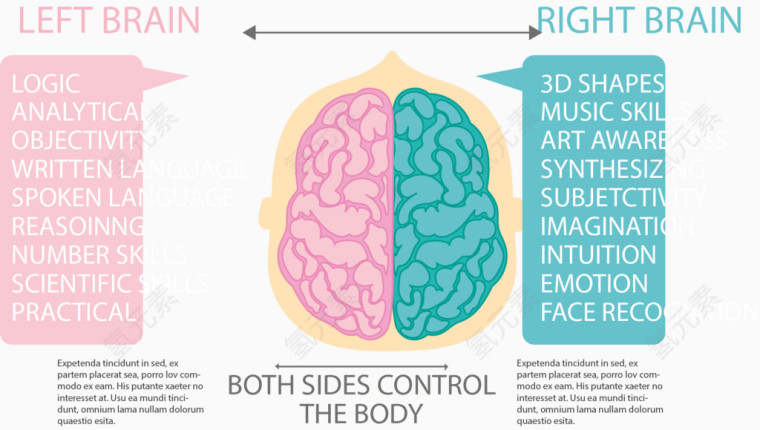 左右大脑对比图表