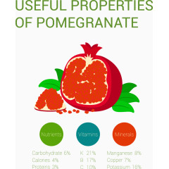石榴有用特性信息图表矢量素材