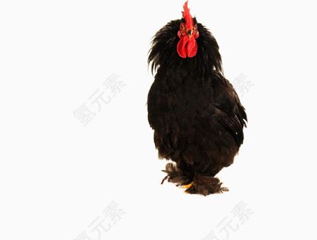 黑色母鸡