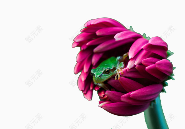 紫色花朵里面的树蛙