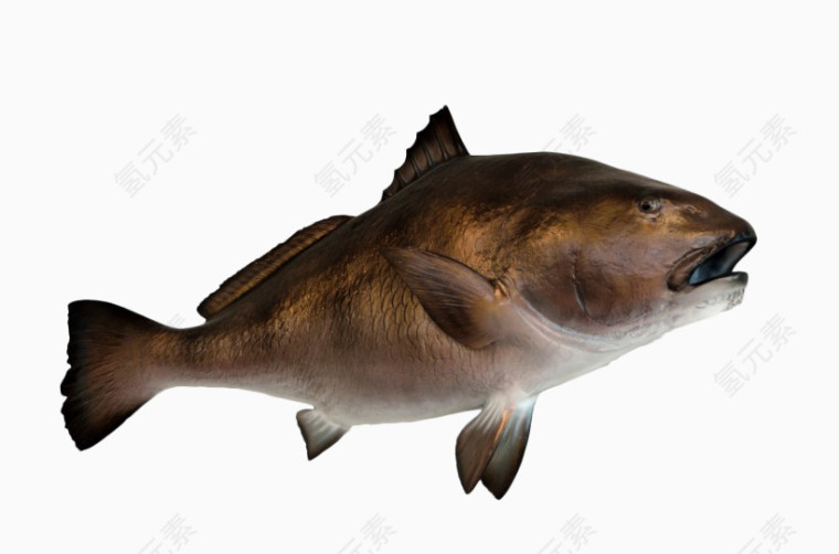 大胖鱼海洋鱼类海鱼