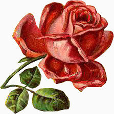 水粉玫瑰