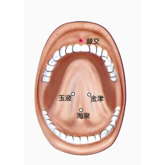 人体口腔正面舌头穴位分布