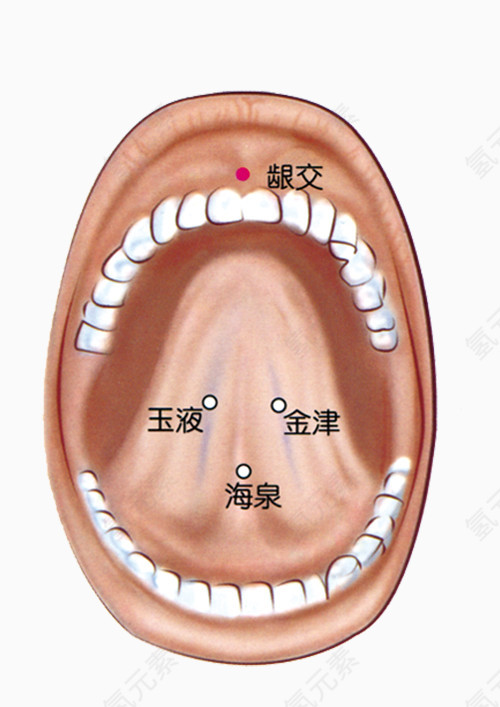 人体口腔正面舌头穴位分布