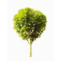 绿色自然树木素材
