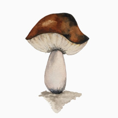 香菇手绘画素材图片