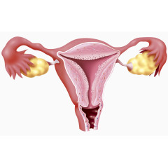 女性生殖器官插图