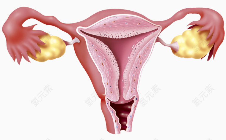 女性生殖器官插图