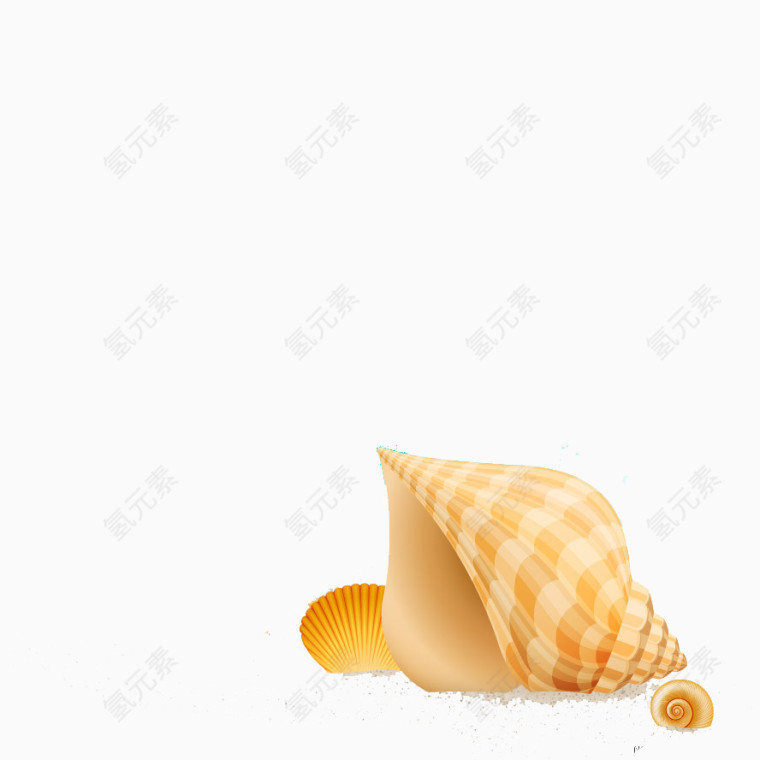 美丽的海螺