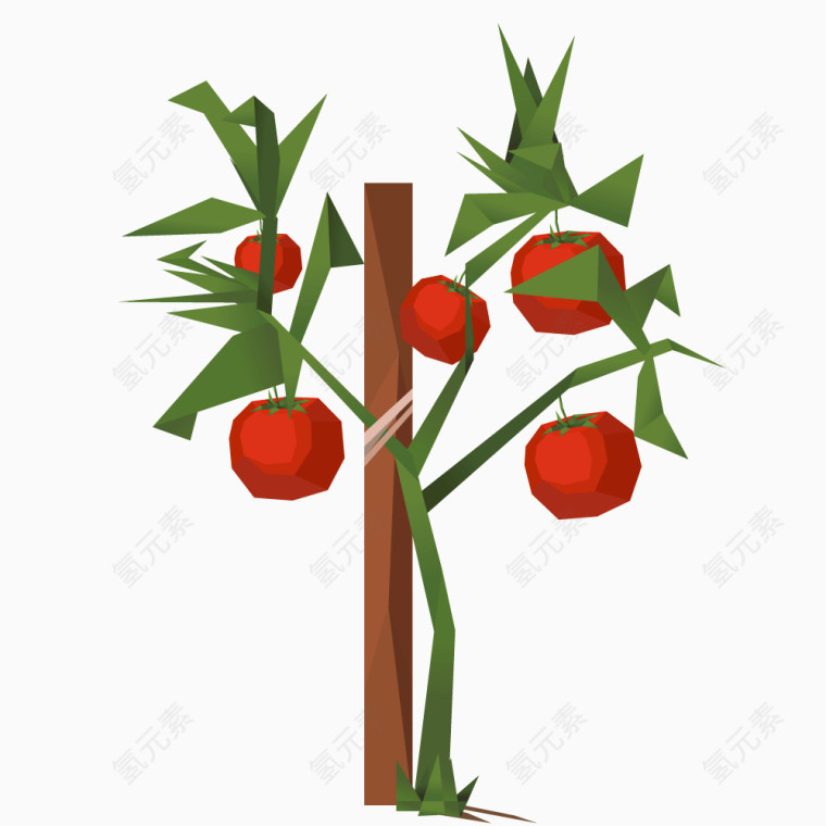 红色西红柿植物