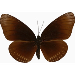 棕色蝴蝶