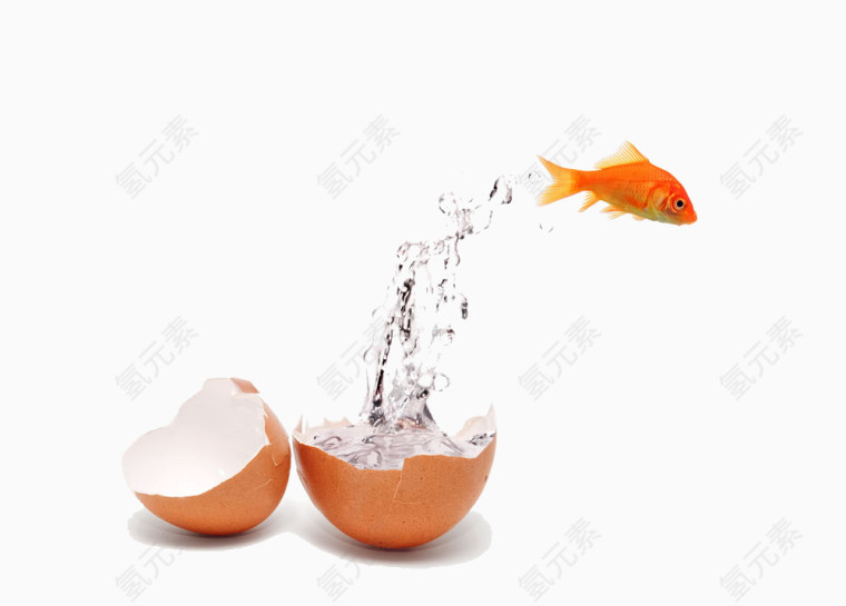 从蛋壳里飞出的鱼