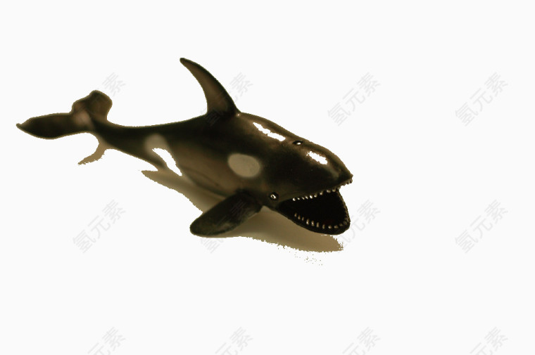 大黑鲨鱼