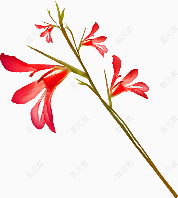 红色花朵背景