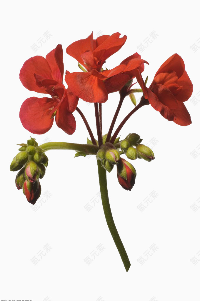 红色天竺葵摄影