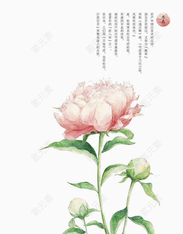 粉色芍药花