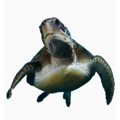 野生海龟