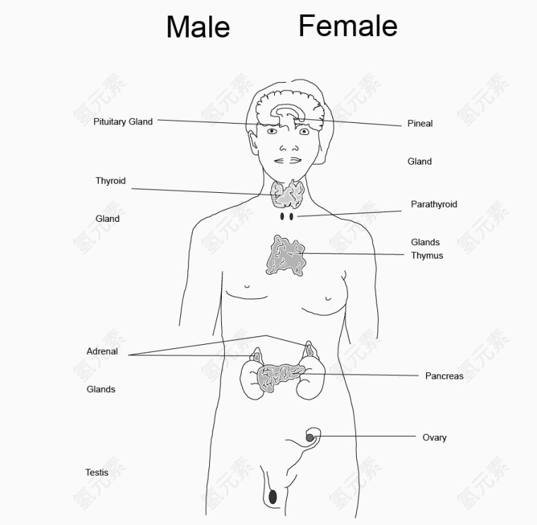 矢量人体男女穴位图