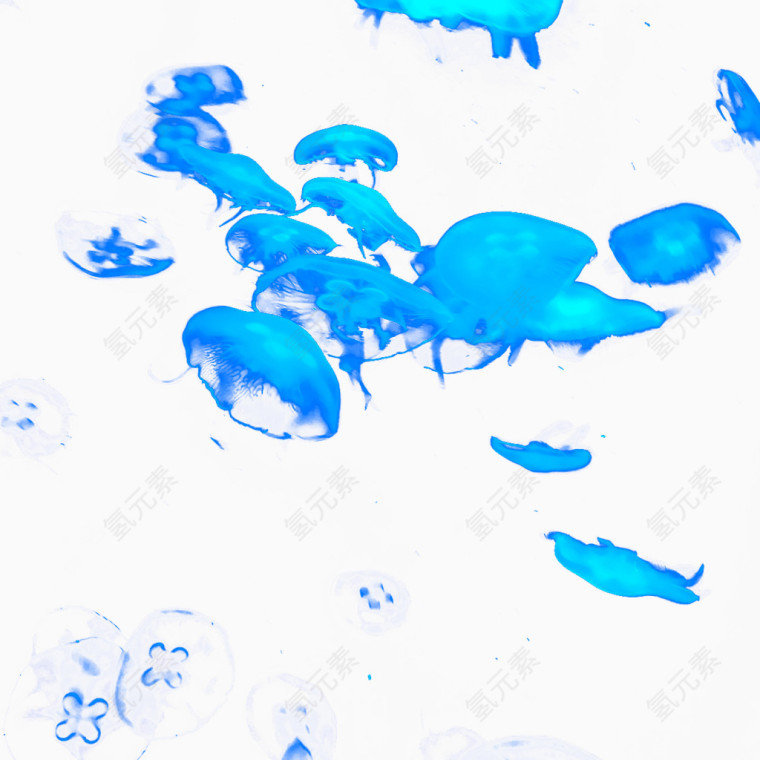 蓝色水母背景