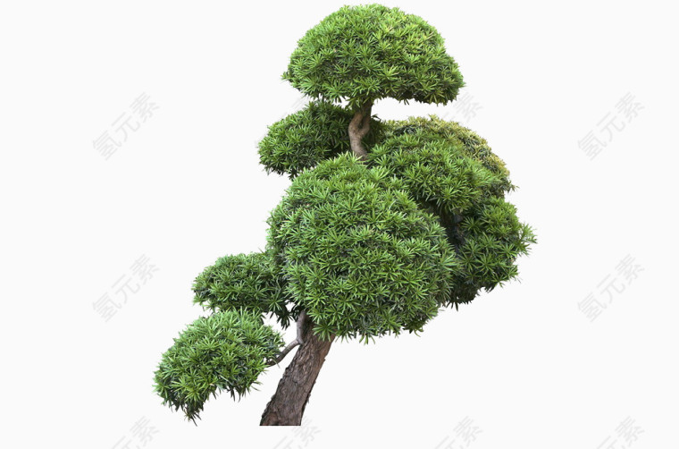 一棵大松树