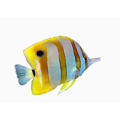 黄色条纹热带鱼