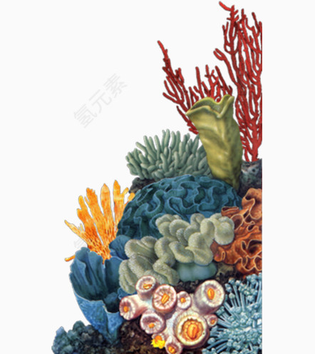 矢量珊瑚