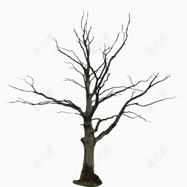 一颗干枯树