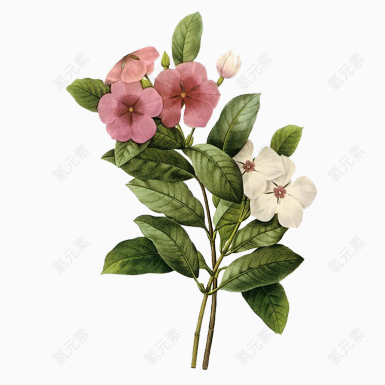 一株开着粉色和白色花的植物