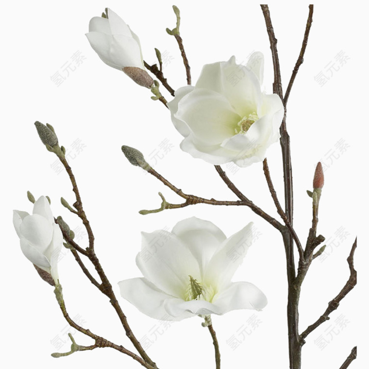 白色木槿花免抠素材