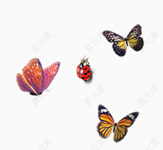 蝴蝶和瓢虫