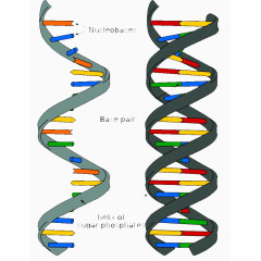 手绘DNA双螺旋PPT元素