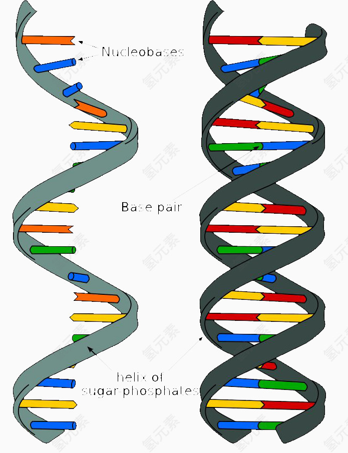 手绘DNA双螺旋PPT元素