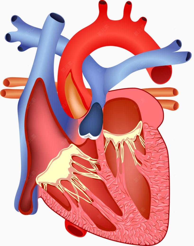 人体心脏解剖图下载