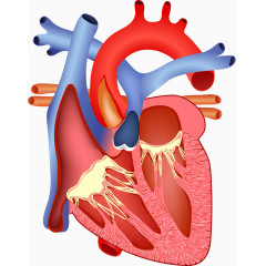 人体心脏解剖图