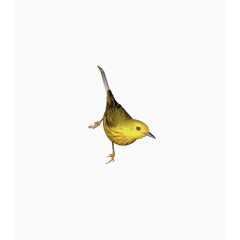 站着的黄色小鸟