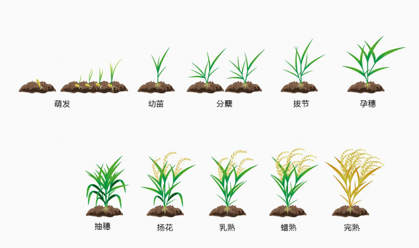 稻子生长过程下载