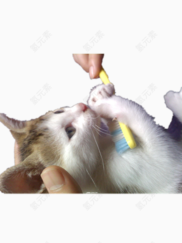 抱着牙刷的猫咪