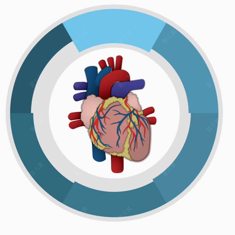 矢量艺术人体心脏下载