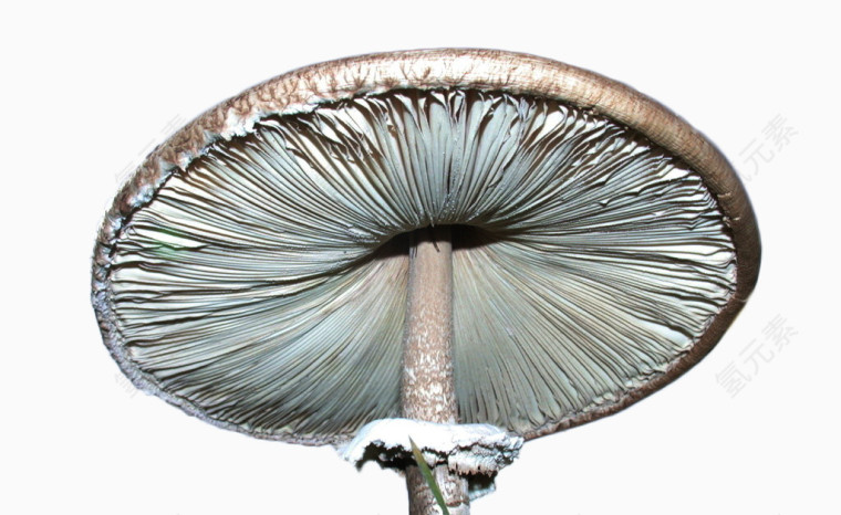 蘑菇伞素材