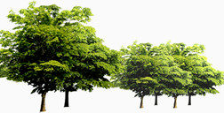 绿色植物实物树木