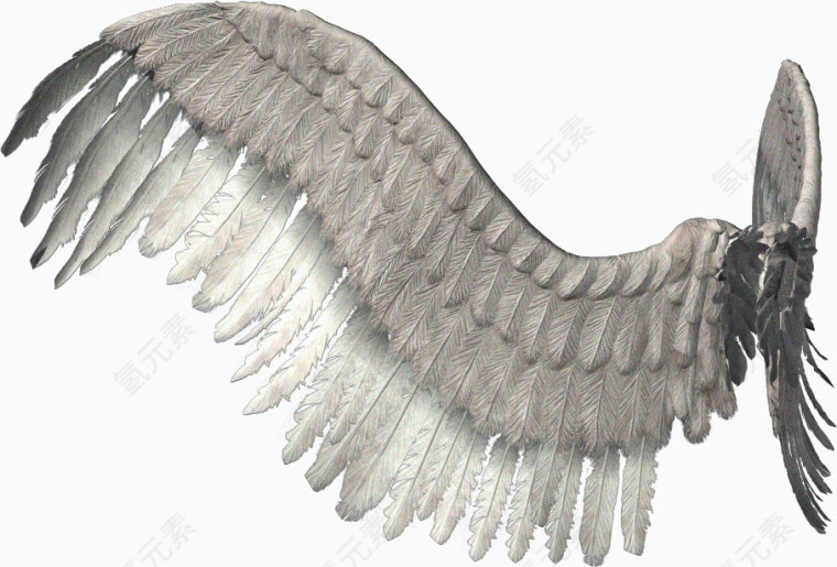 灰白翅膀