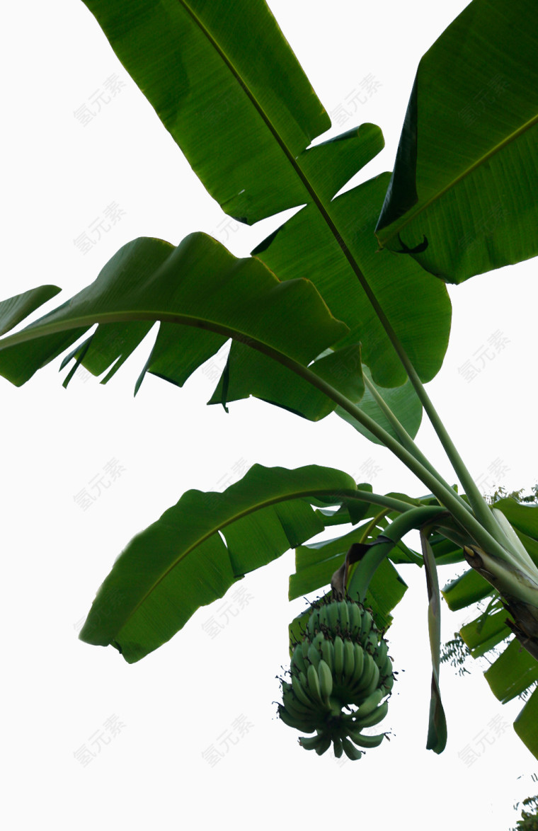 香蕉树植物