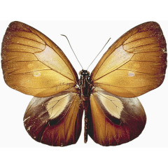 褐色飞蛾标本